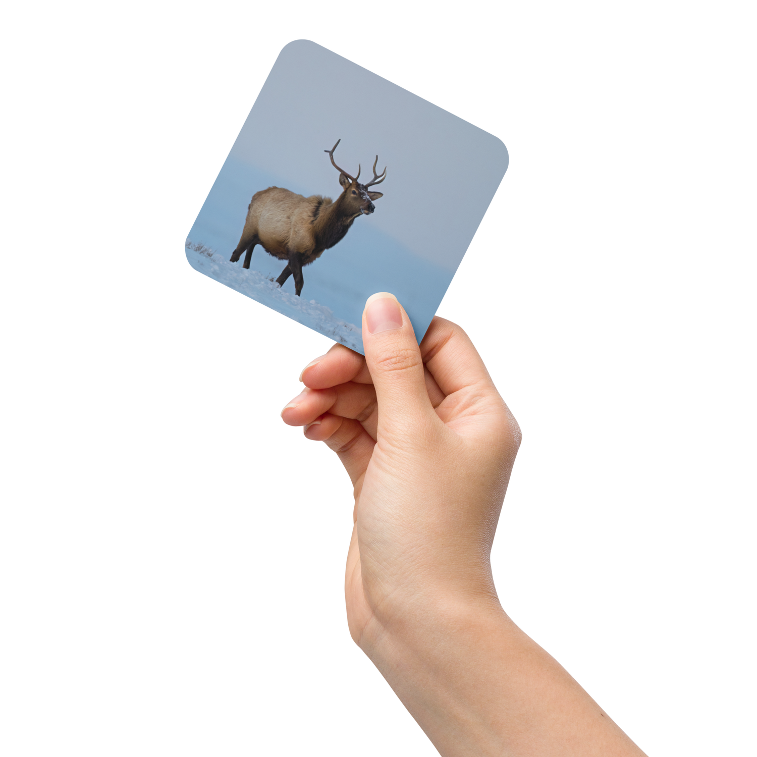 Elk Cork-back coaster - The Overland Diaries