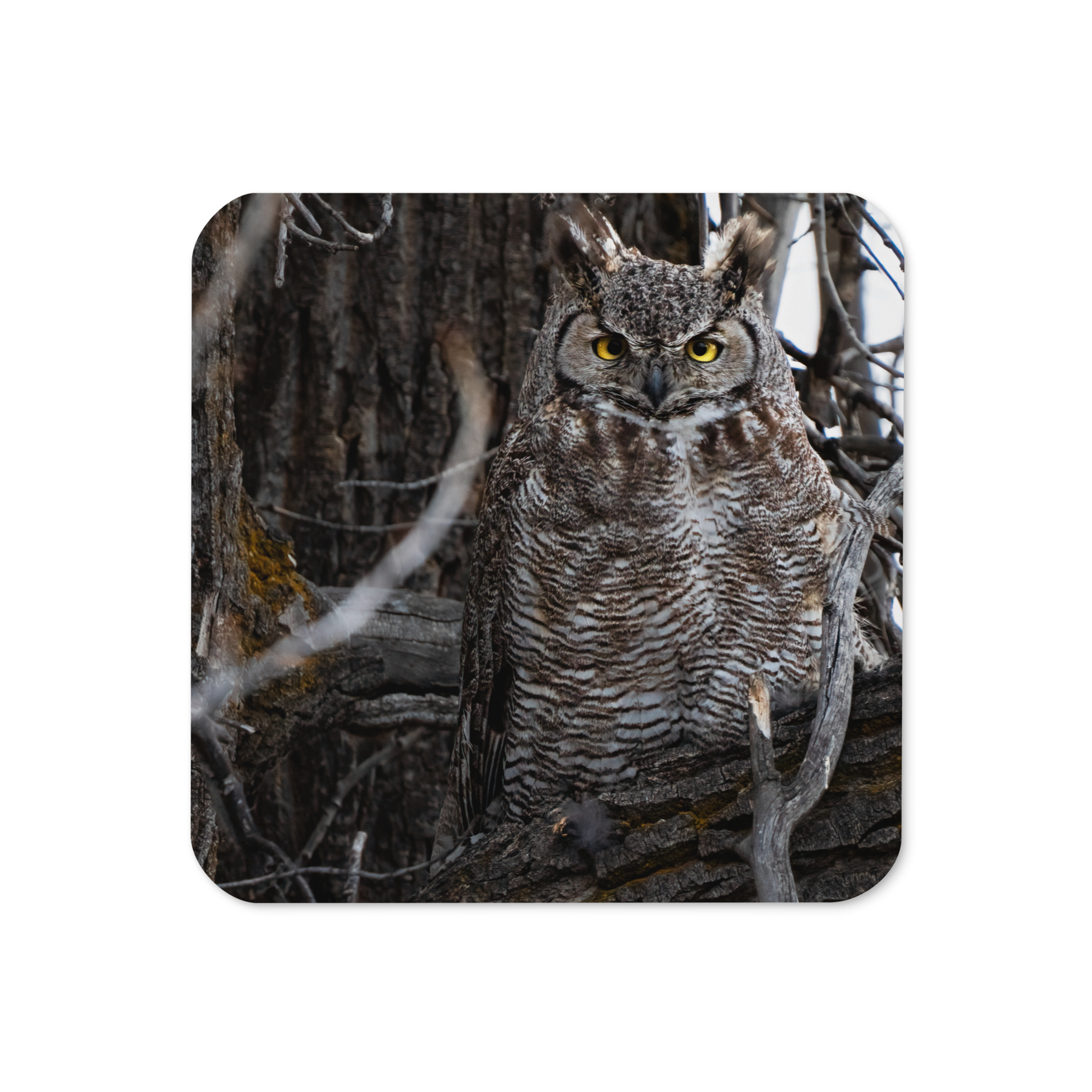 Horned Owl Cork-back coaster - The Overland Diaries