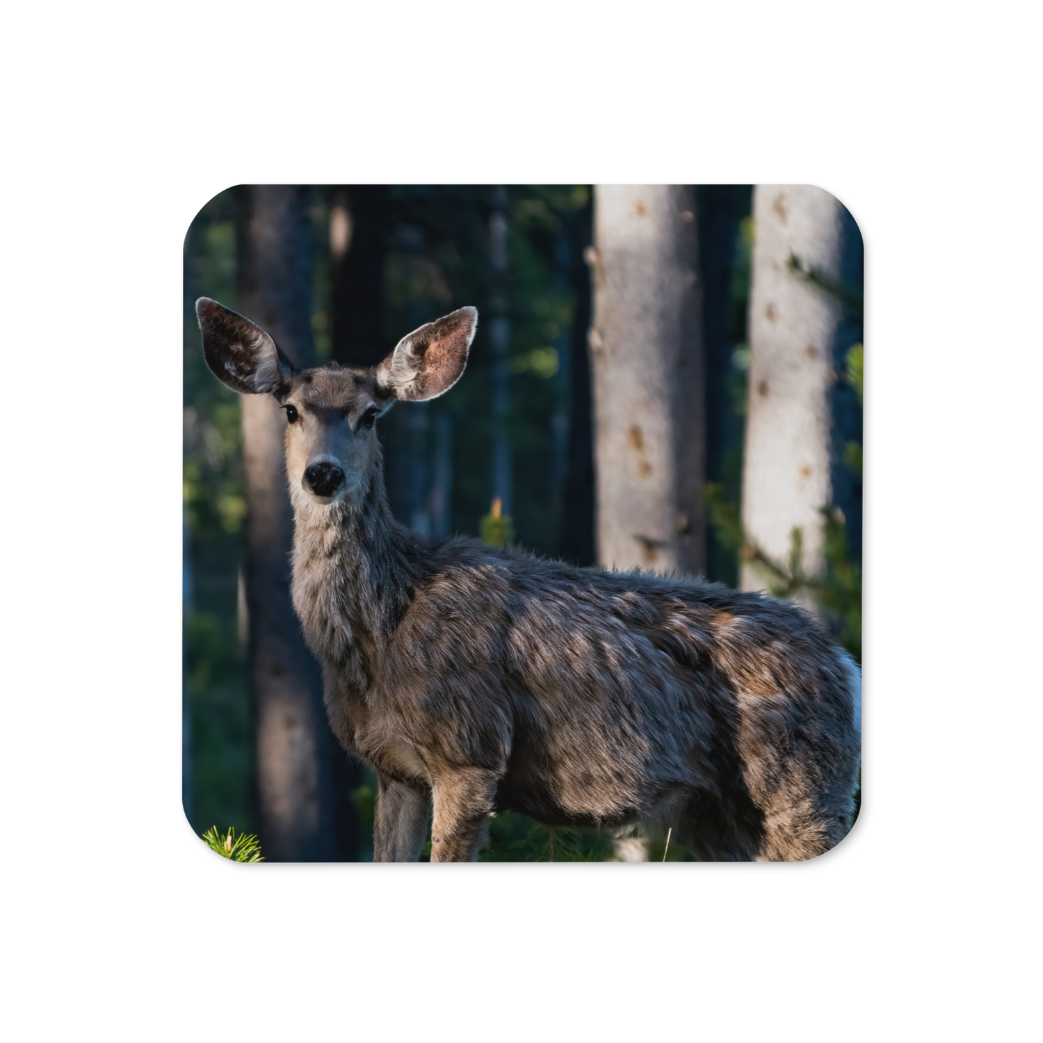 Mule Deer Cork-back coaster - The Overland Diaries