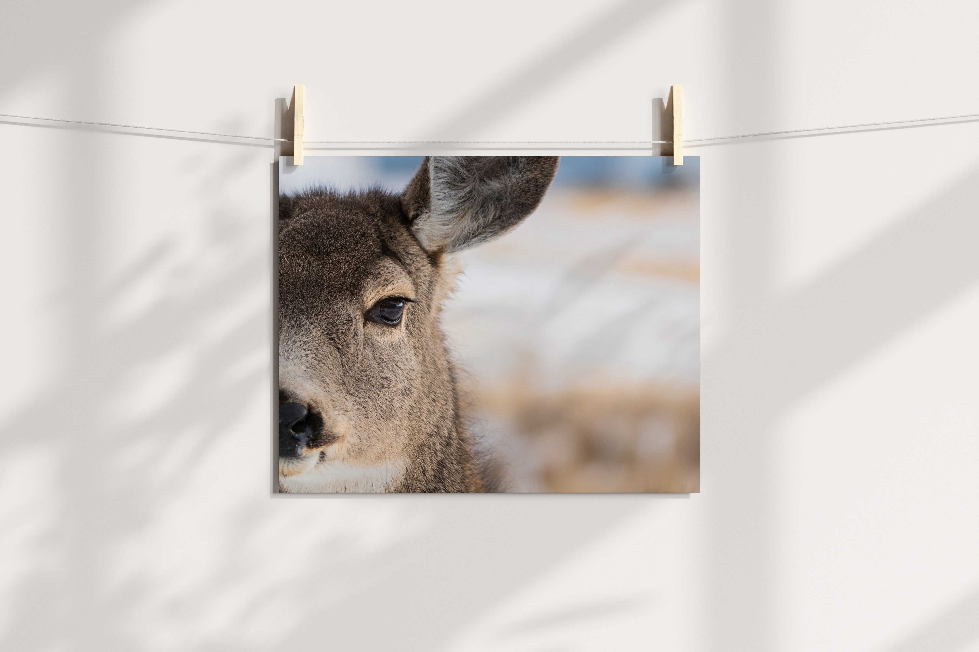 Mule Deer Wall Art - The Overland Diaries