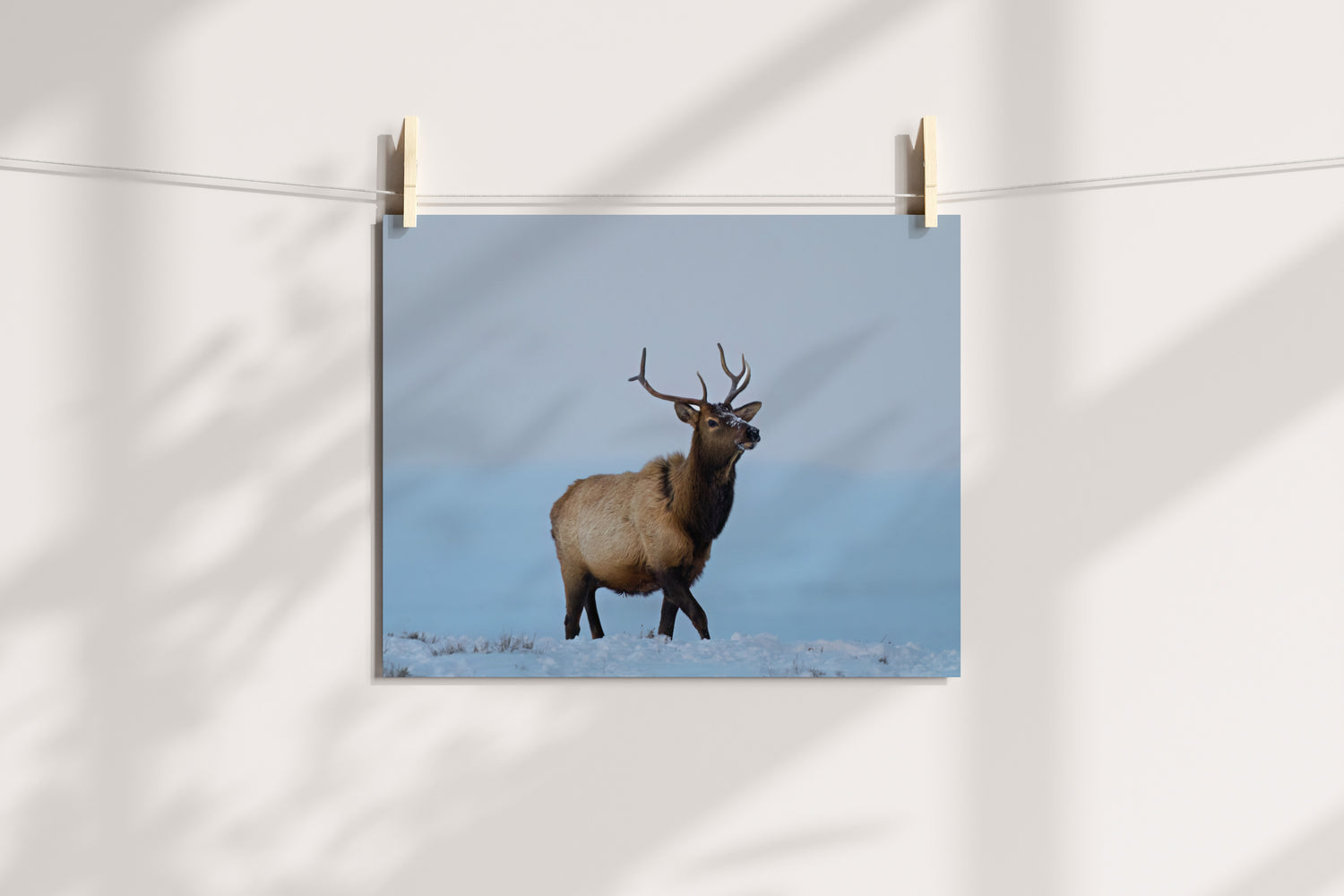 Young Bull Elk in Winter - The Overland Diaries