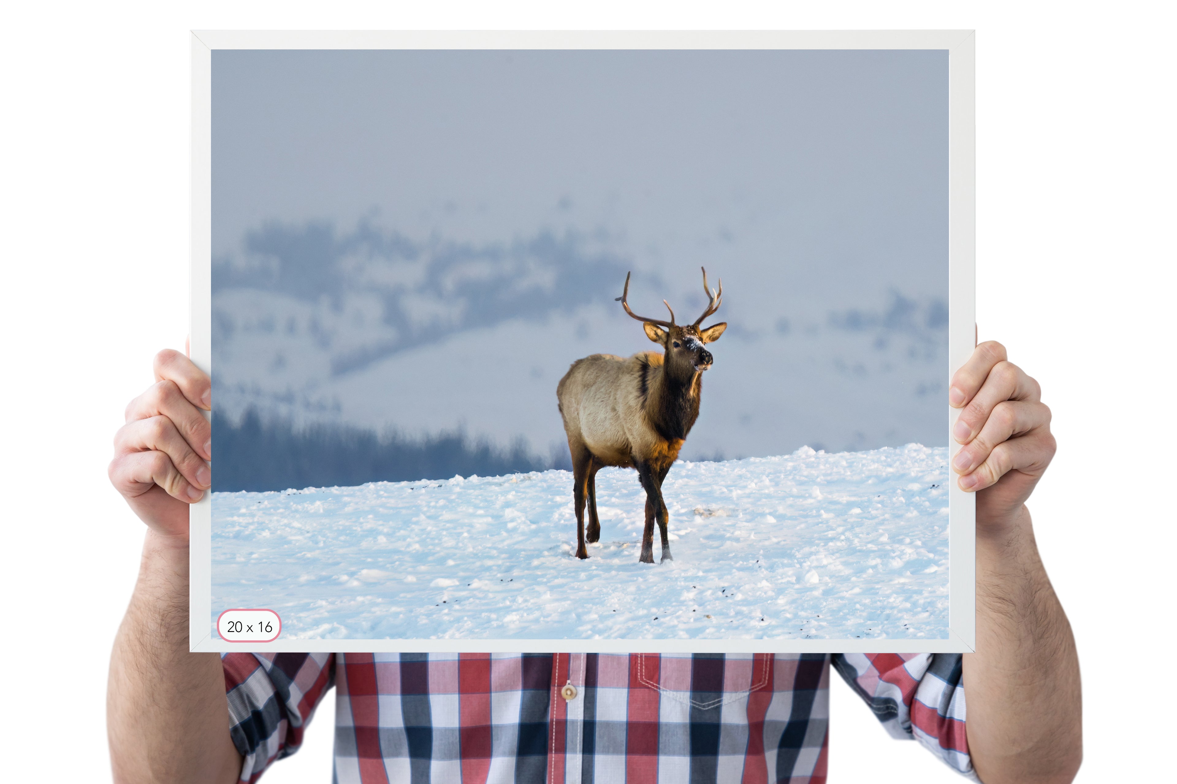 Wildlife Photography: Elk - The Overland Diaries