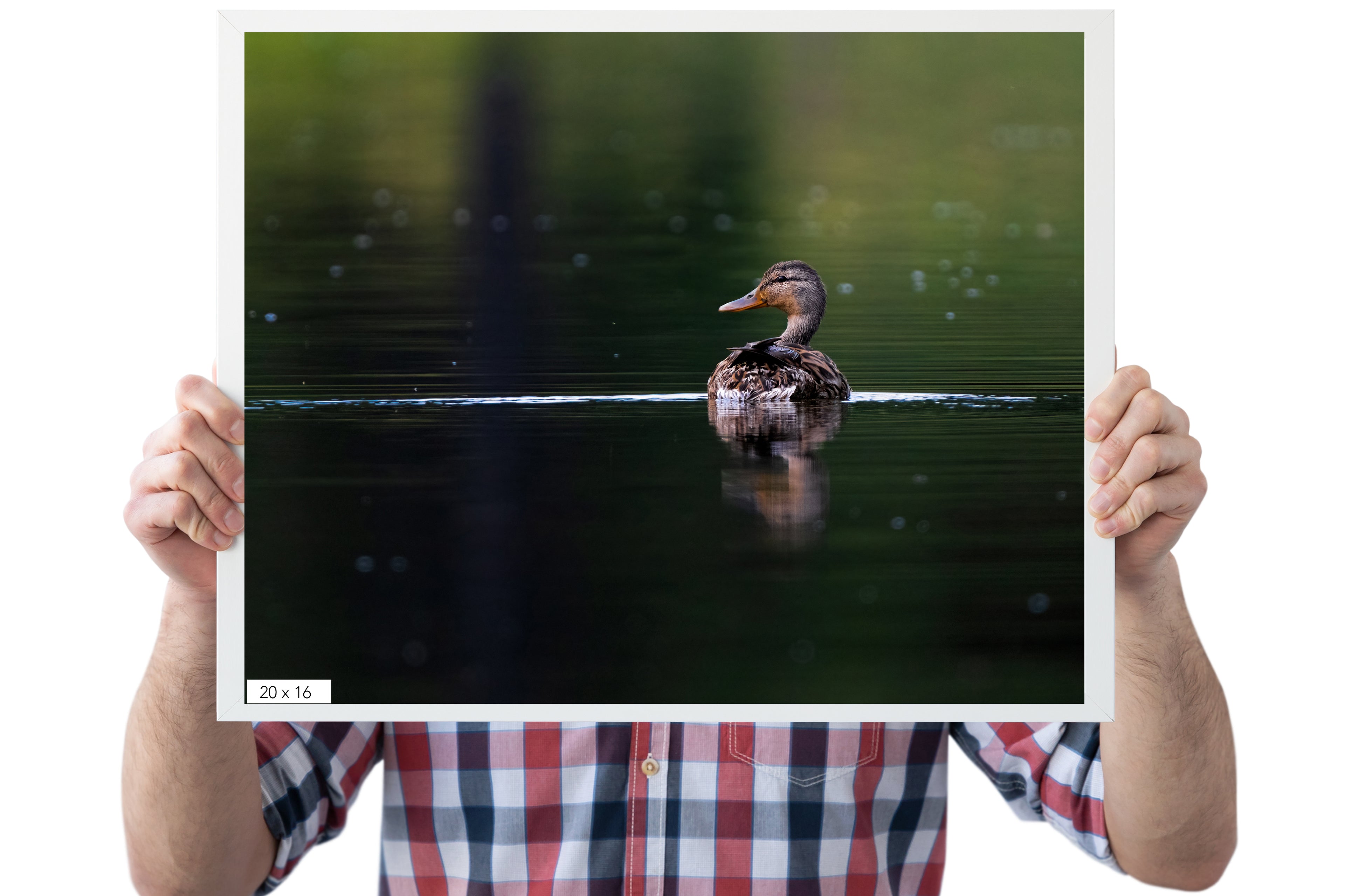Bird Photography: Female Mallard Duck Photograph - The Overland Diaries