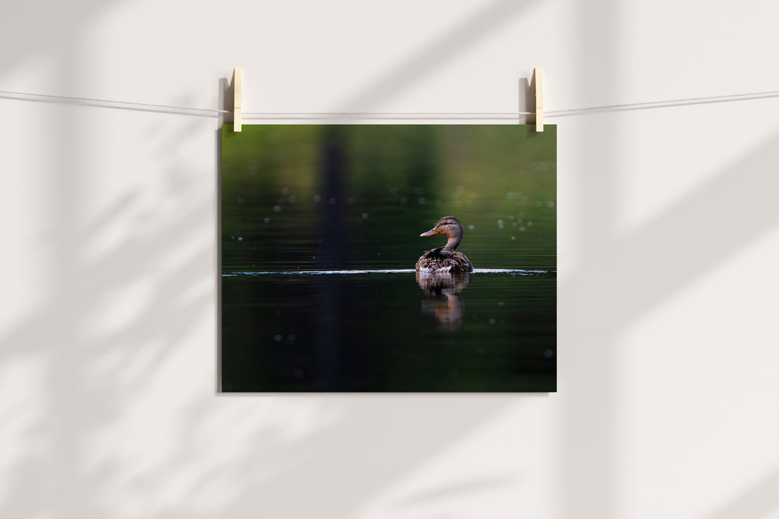 Bird Photography: Female Mallard Duck Photograph - The Overland Diaries