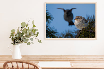 Nature Wall Art House Sparrow - The Overland Diaries