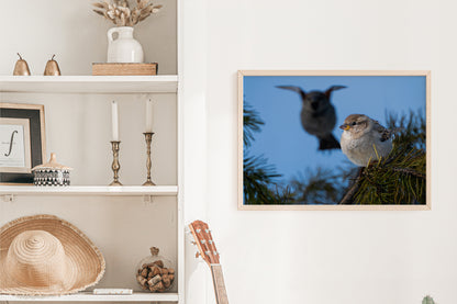 Nature Wall Art House Sparrow - The Overland Diaries