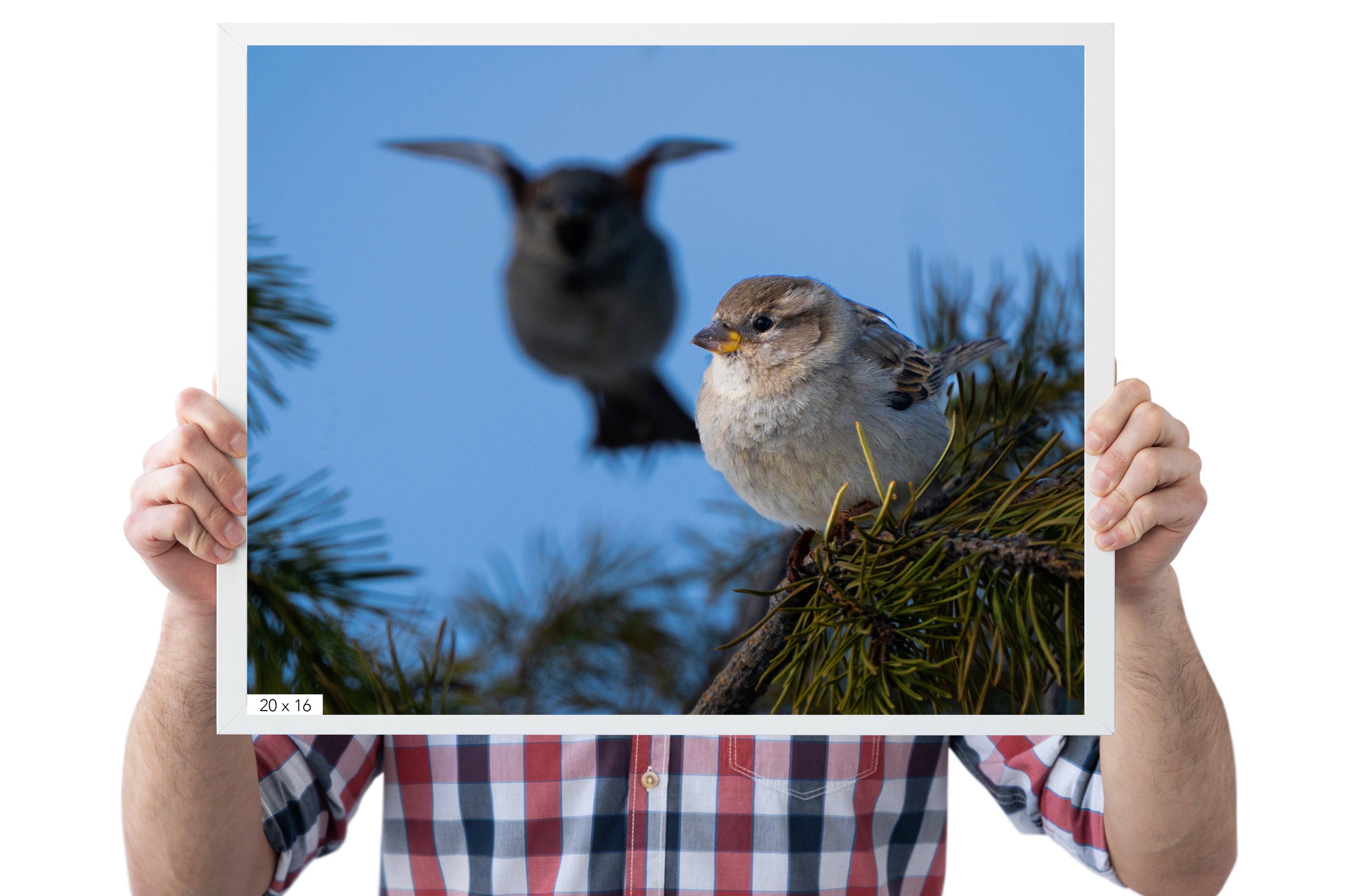 Nature Wall Art House Sparrow - The Overland Diaries