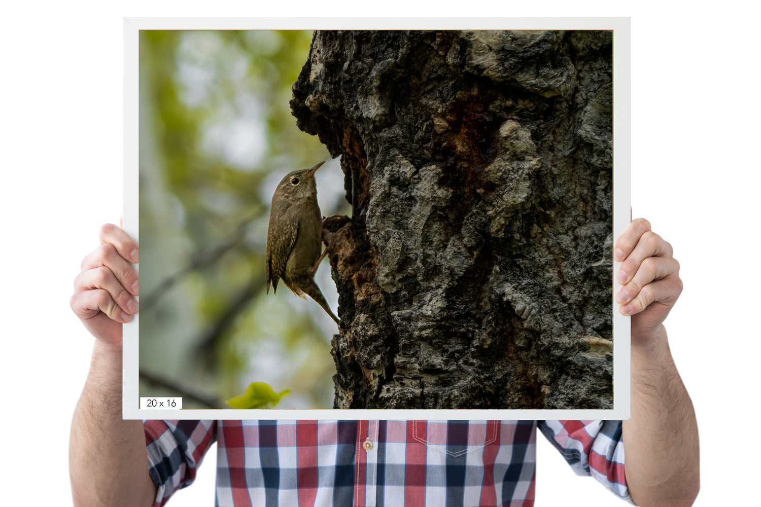 Bird Photography: House Wren - The Overland Diaries