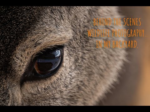 Wildlife Photography: Mule Deer&