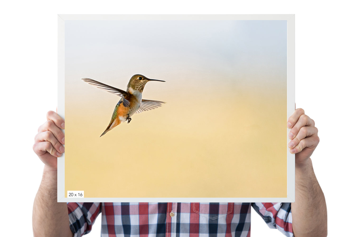 Hummingbird Photo - The Overland Diaries