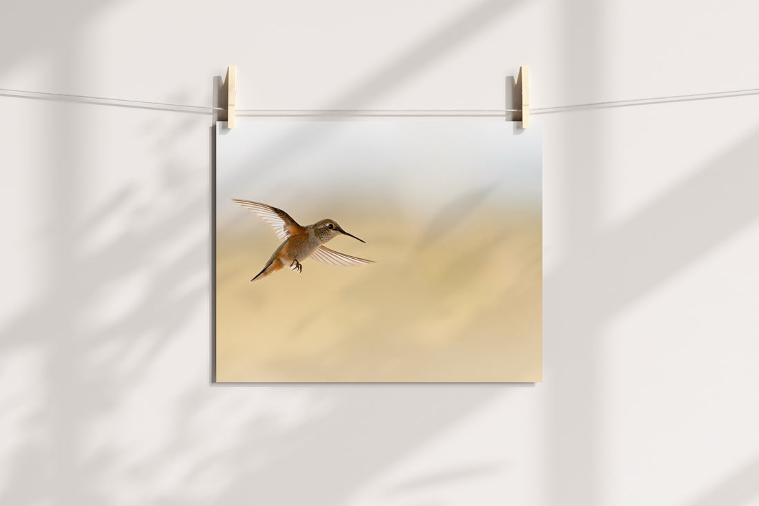 Hummingbird In Flight - The Overland Diaries