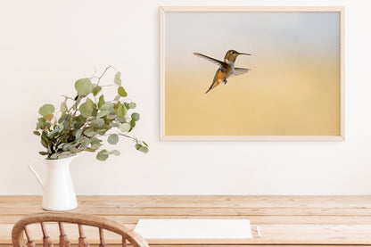 Hummingbird Photo - The Overland Diaries