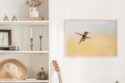 Hummingbird Photo - The Overland Diaries
