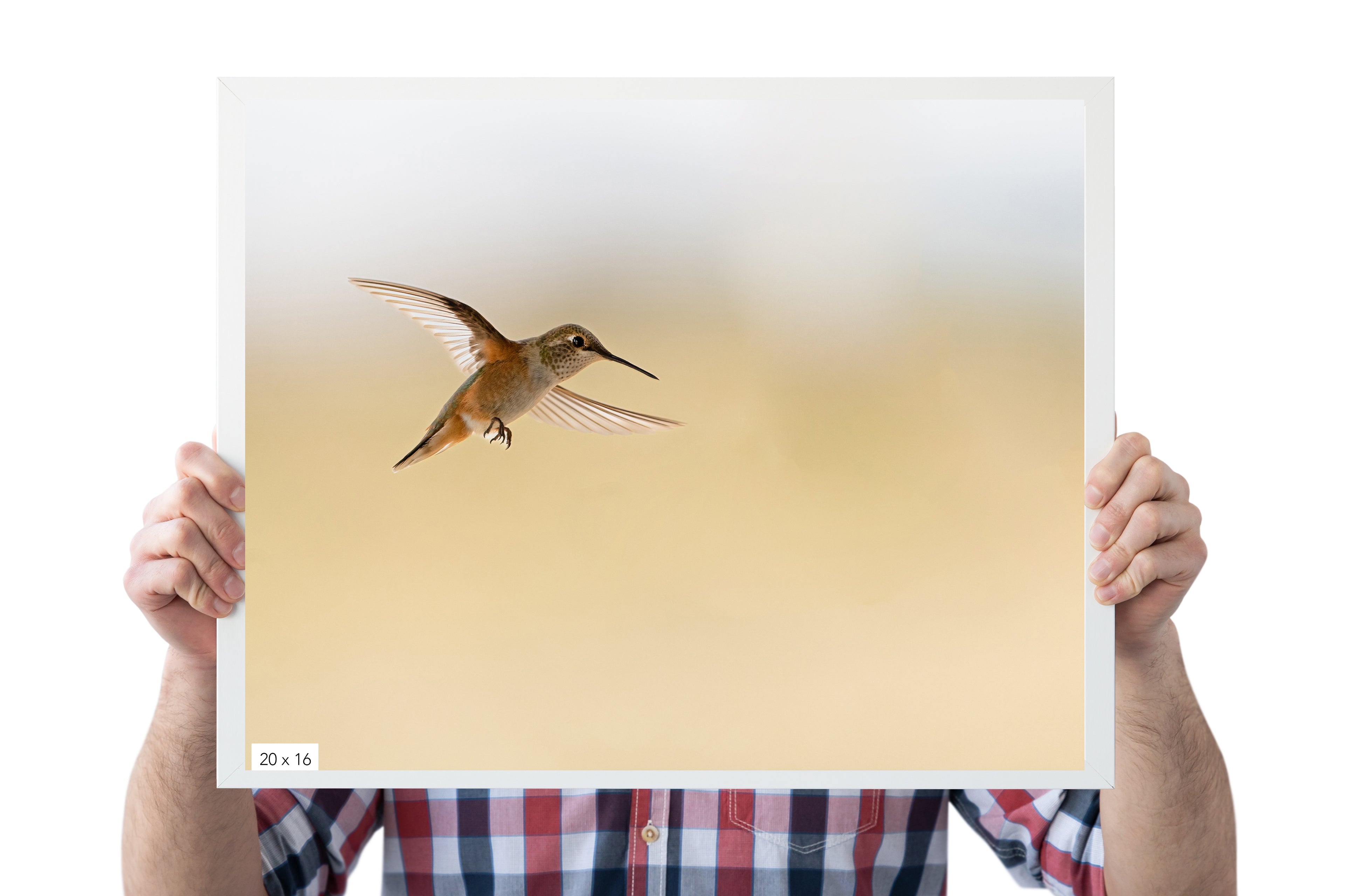 Hummingbird In Flight - The Overland Diaries