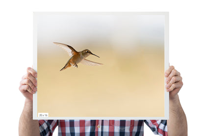 Hummingbird In Flight - The Overland Diaries