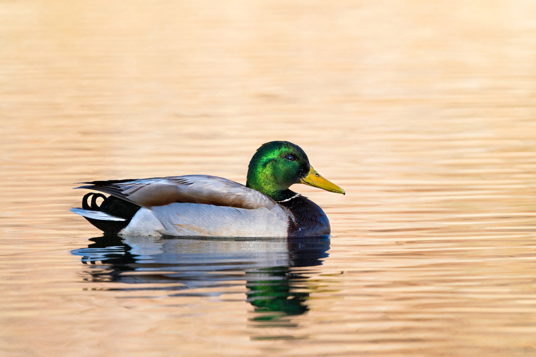 Male Mallard Duck Photo - The Overland Diaries