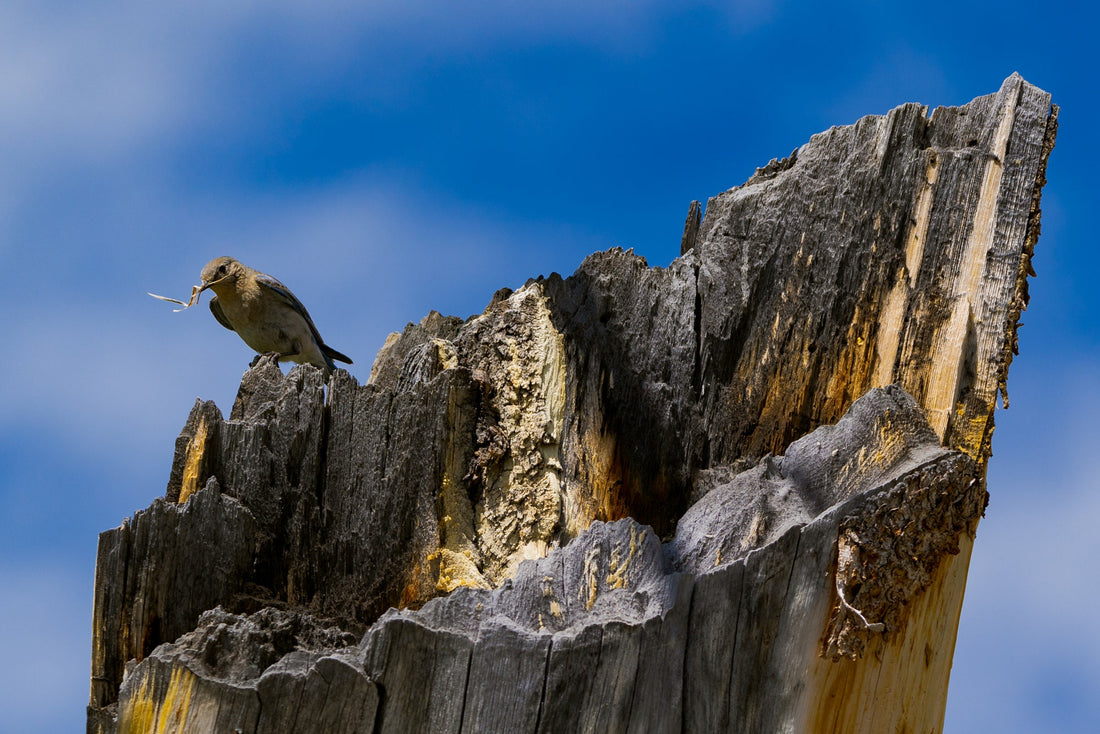 Female Mountain Bluebird - The Overland Diaries