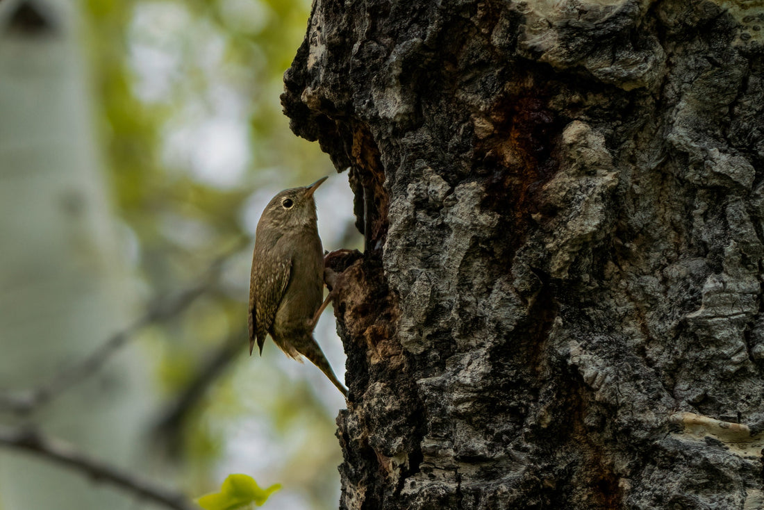 Bird Photography: House Wren - The Overland Diaries