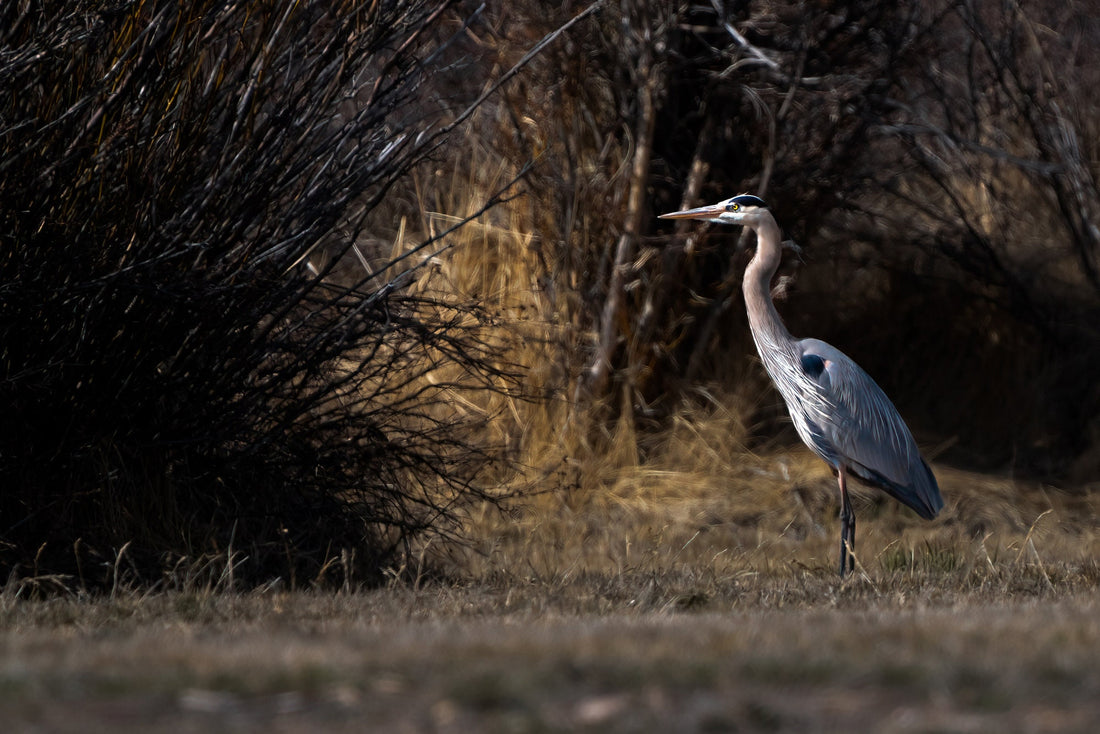 Blue Heron Nature Wall Art: Blue Heron - The Overland Diaries