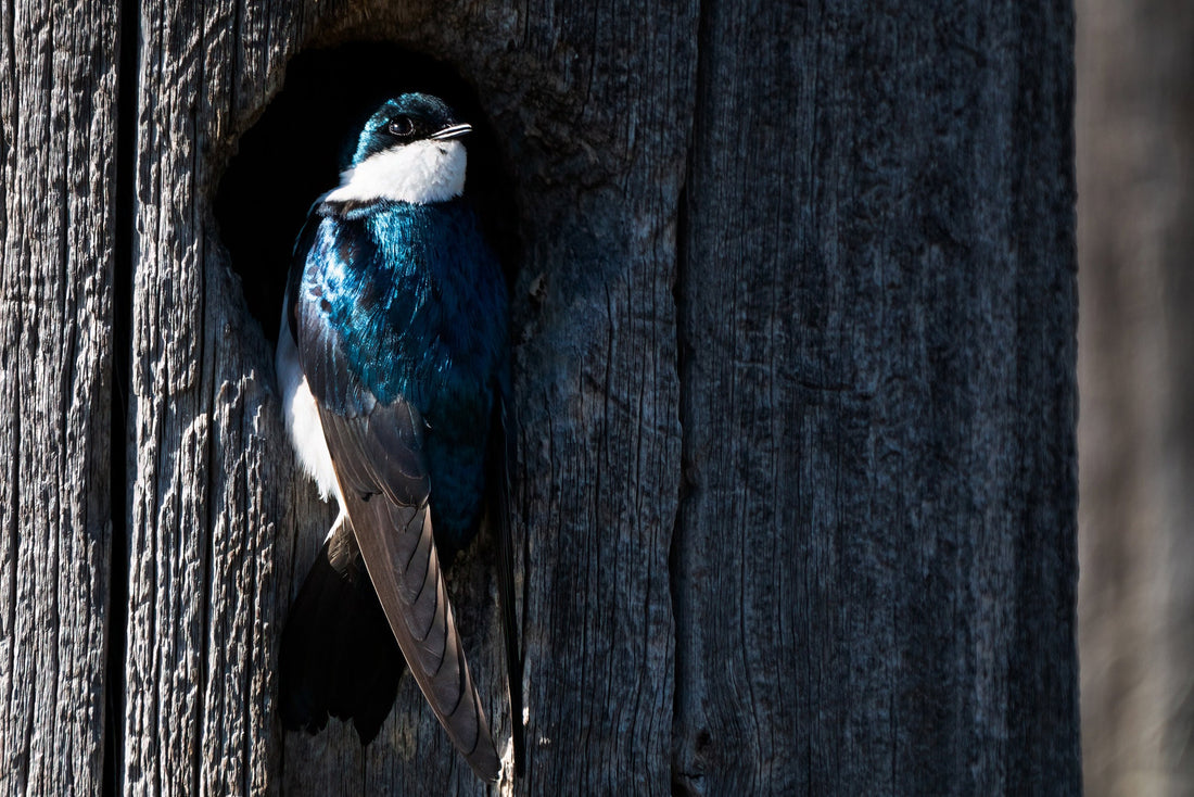 Tree Swallow Coming Out Of Nest - The Overland Diaries