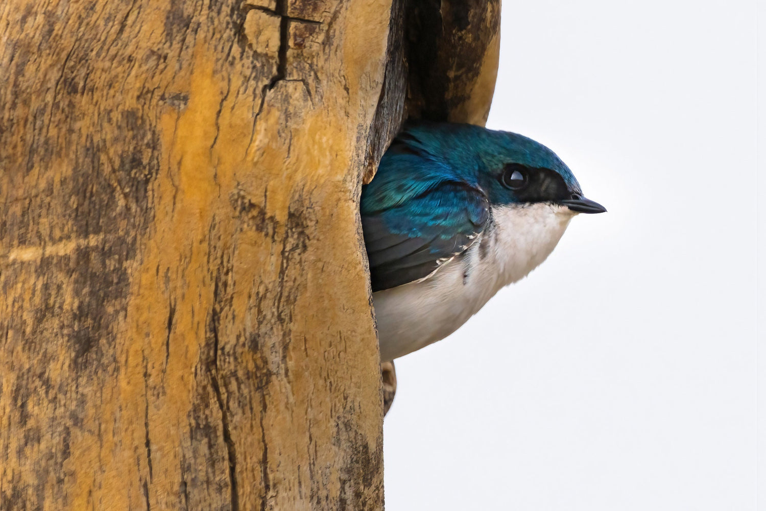 Tree Swallow Coming Out Of It&