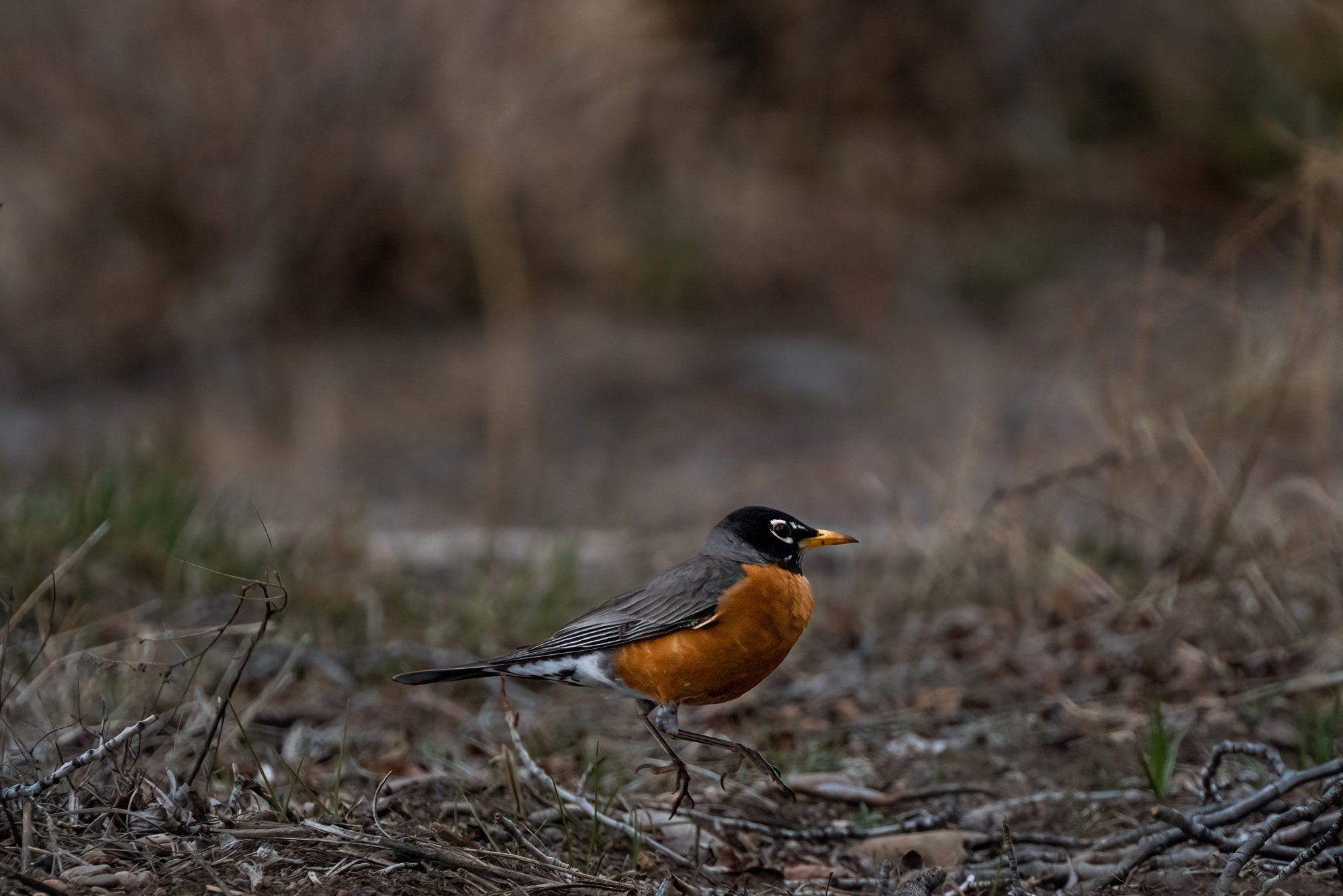 Bird Photography: Bobbin Robin - The Overland Diaries