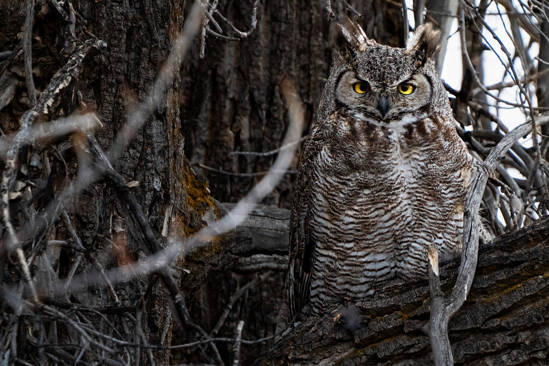 Wildlife Photography: Great Horned Owl - The Overland Diaries