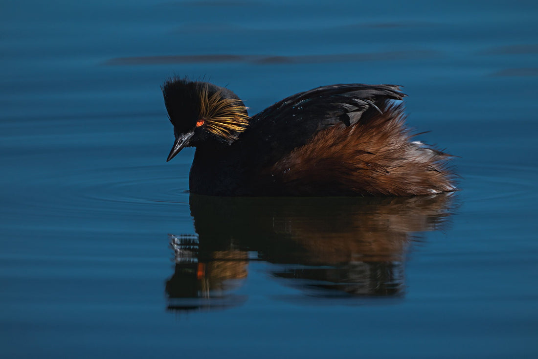 Fine Art Wildlife Eared Grebe - The Overland Diaries
