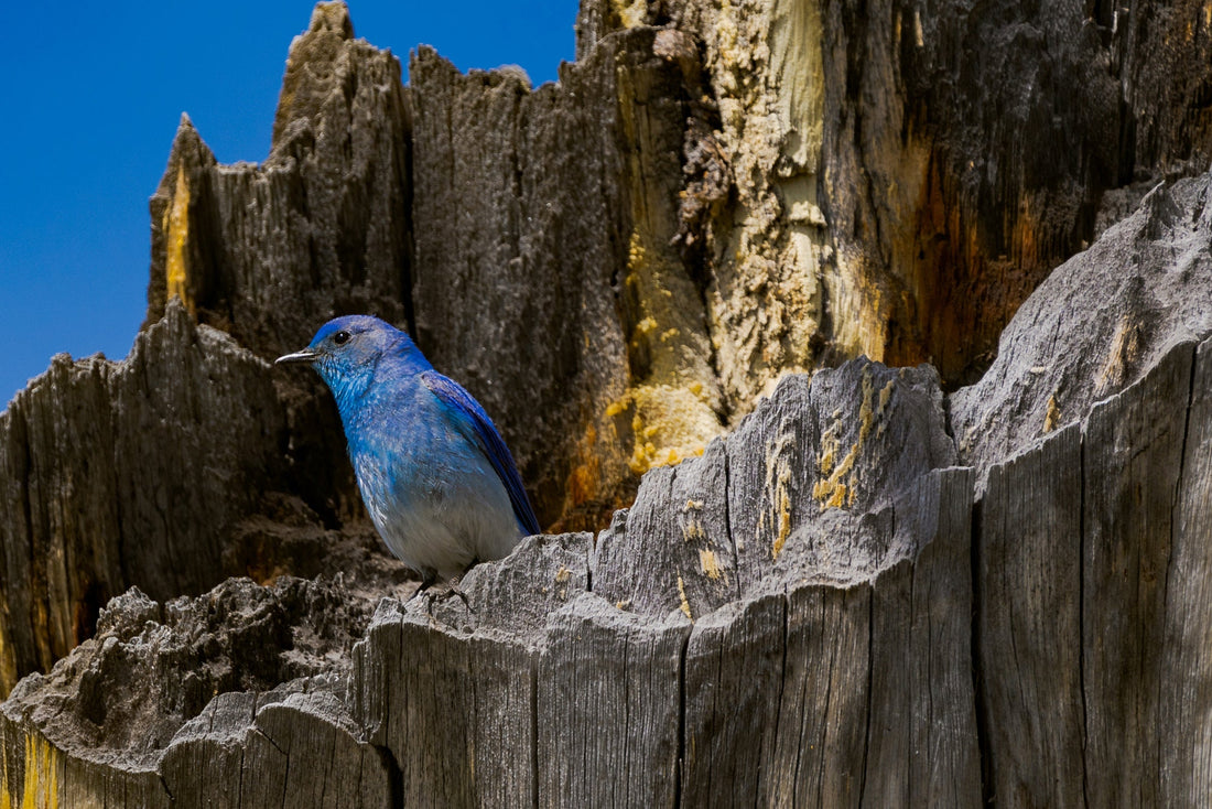 Mountain Bluebird Photograph - The Overland Diaries