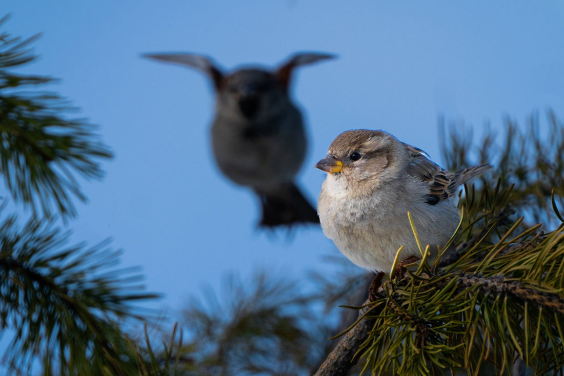 Nature Wall Art House Sparrow - The Overland Diaries