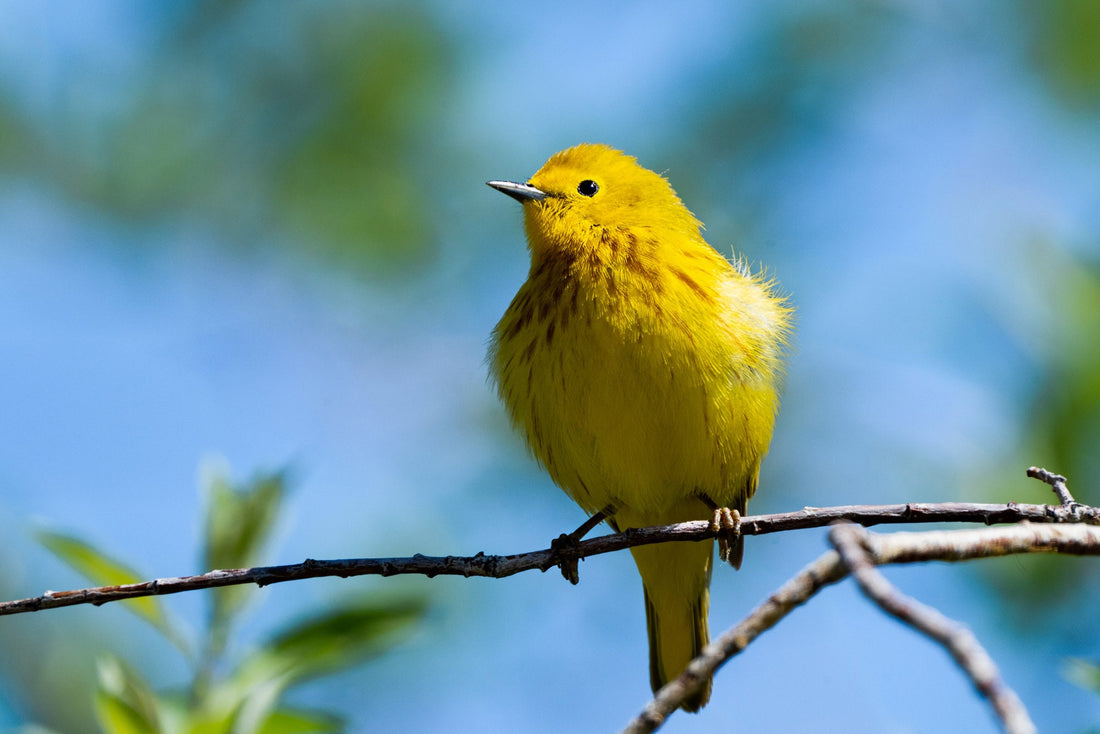 Yellow Warbler - The Overland Diaries