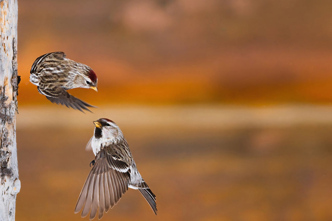 Flying Common Redpolls  Photo  Award-Winning Nature Photo - The Overland Diaries