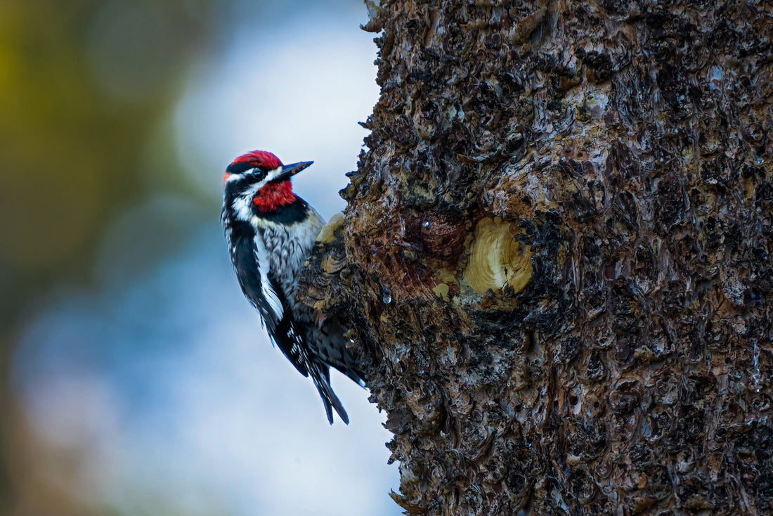 Woodpecker Photo - The Overland Diaries