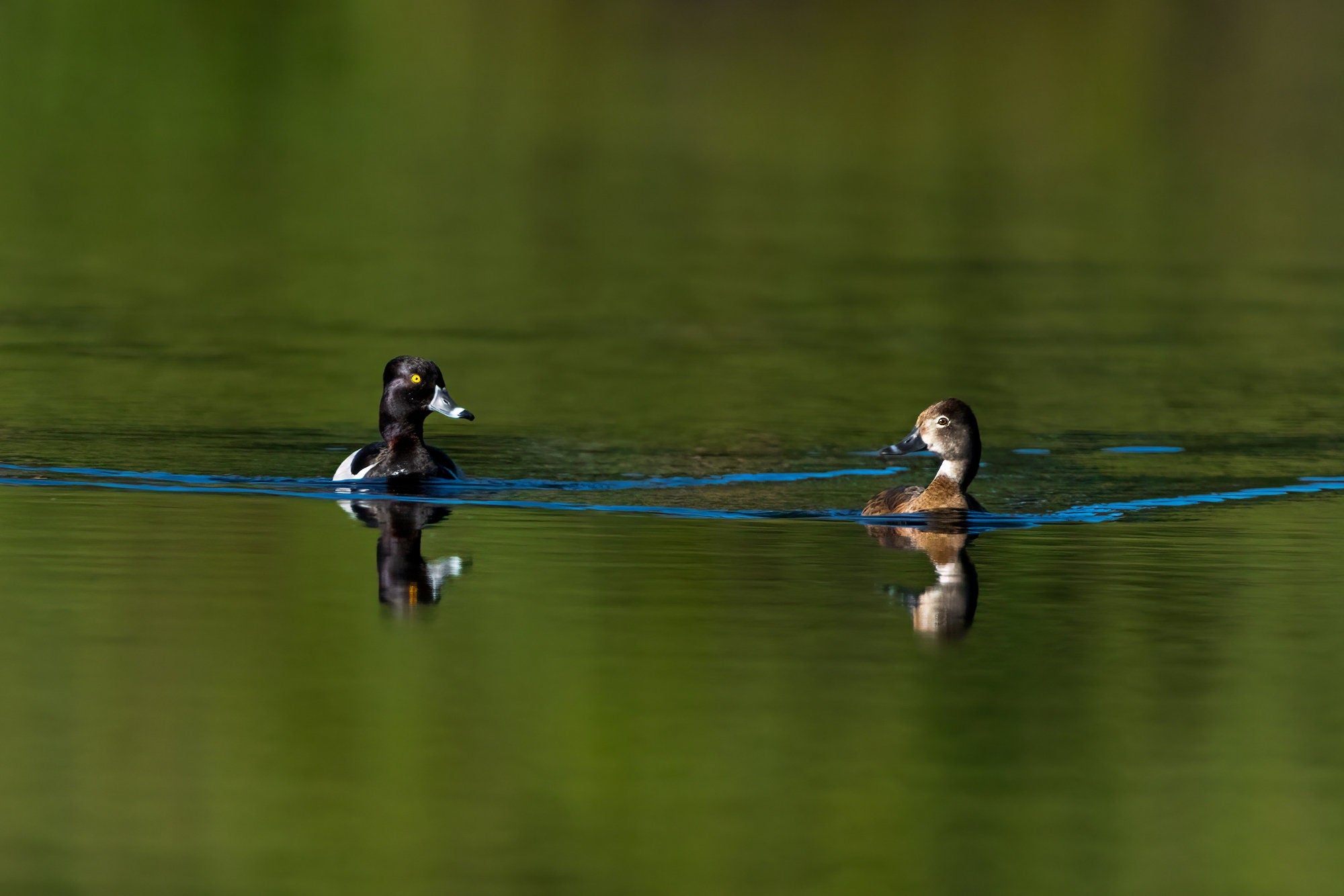 Ring-necked Duck Photo - The Overland Diaries
