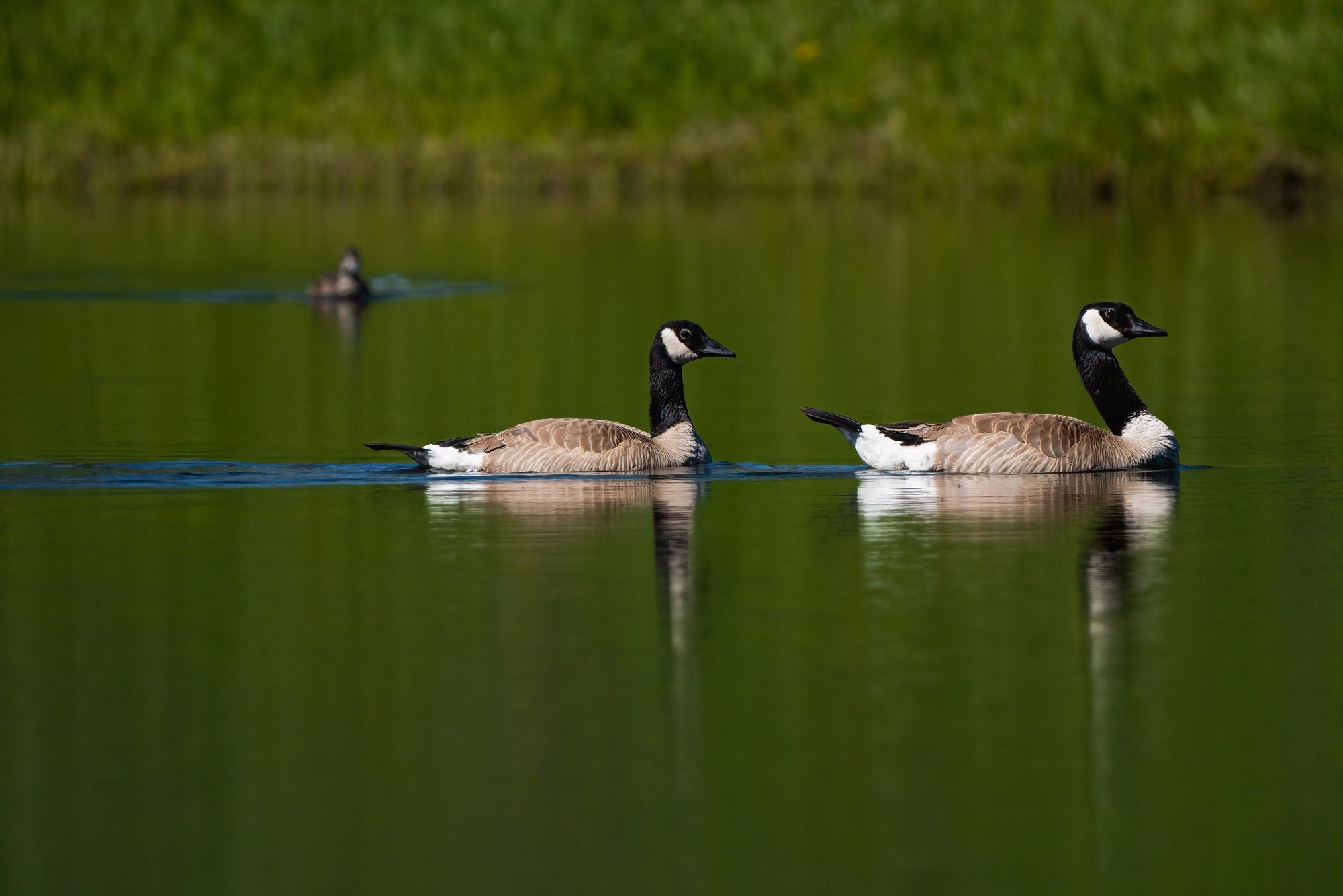 Couple of Canada Geese Photograph - The Overland Diaries