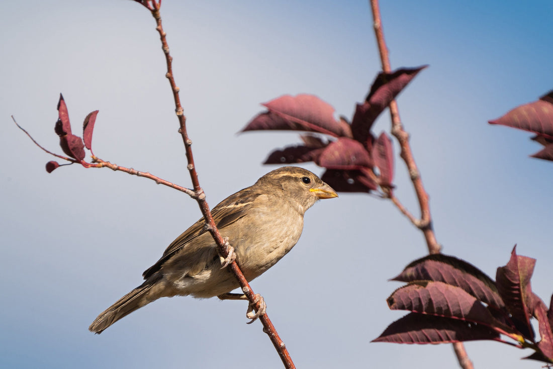 Bird Photography: House Sparrow - The Overland Diaries
