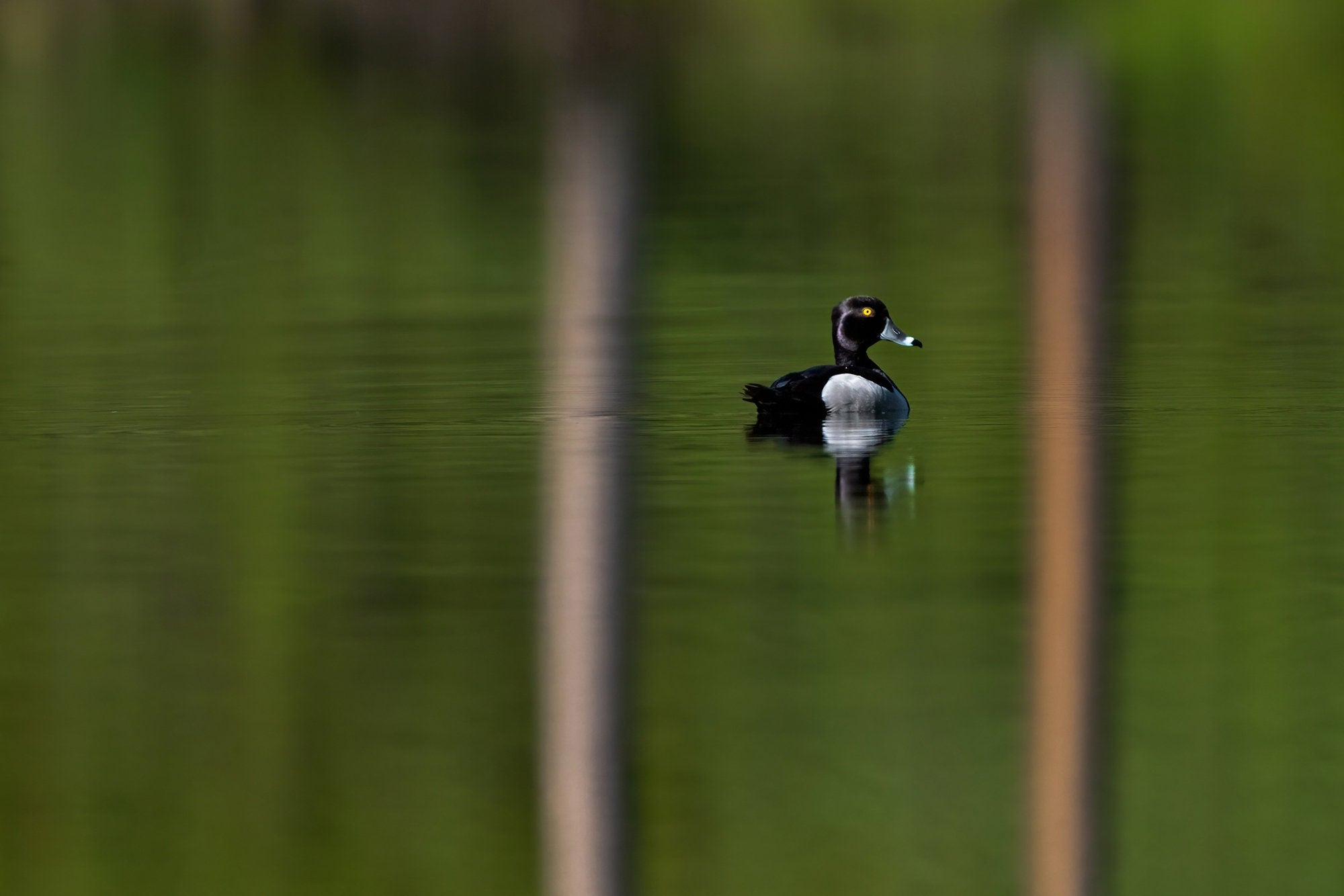 Ring-necked Duck Photo - The Overland Diaries