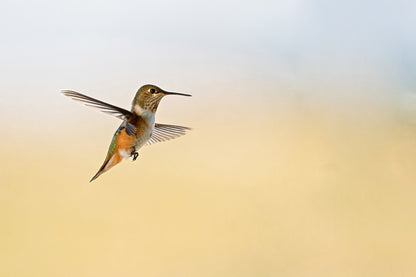 Hummingbird Photo - The Overland Diaries