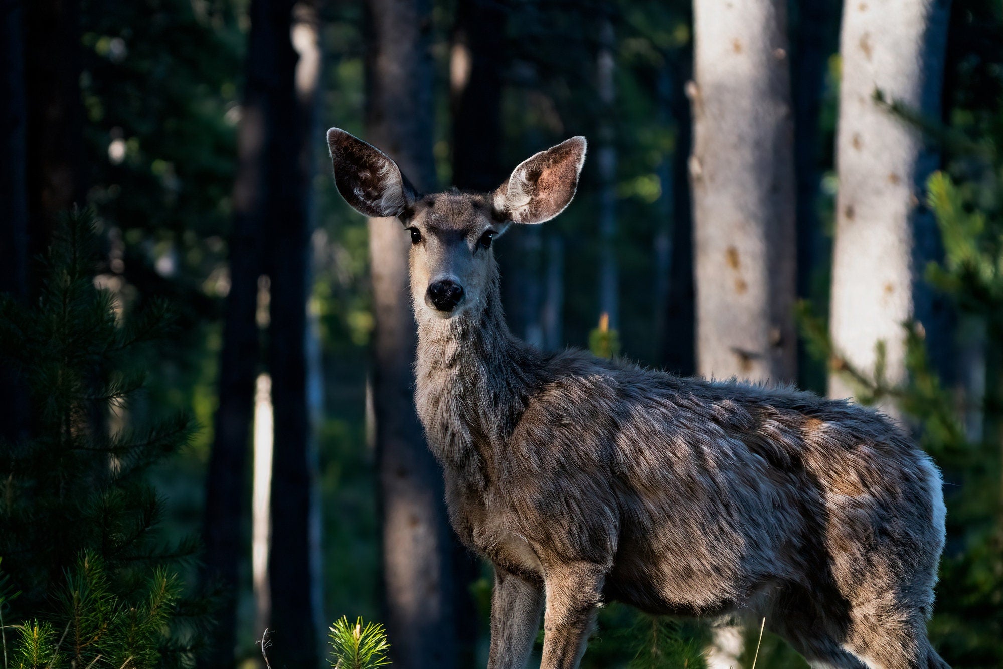 Mule Deer Art Print - The Overland Diaries