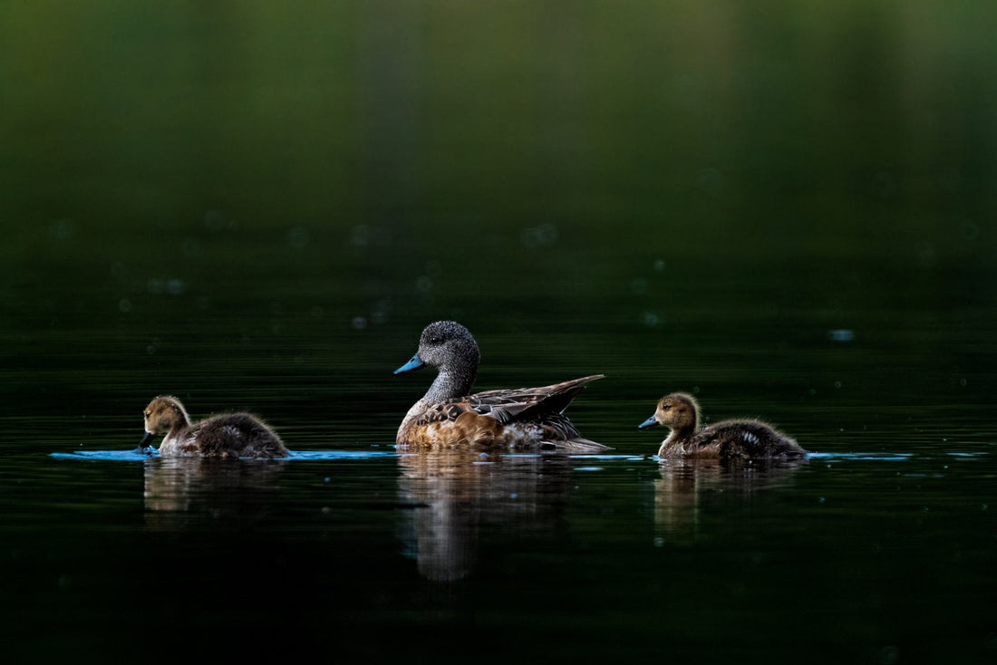 Cute Photo of American Wigeon With Ducklings - The Overland Diaries