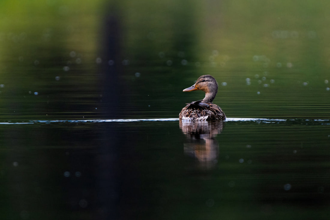 Bird Photography: Female Mallard Duck Photograph - The Overland Diaries