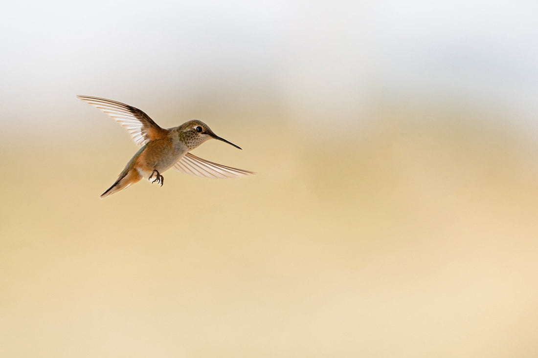 Hummingbird In Flight - The Overland Diaries