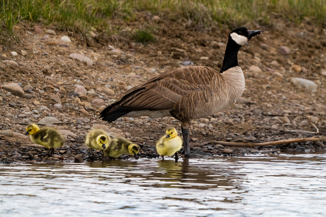 Canada Geese With Goslings Photo - The Overland Diaries