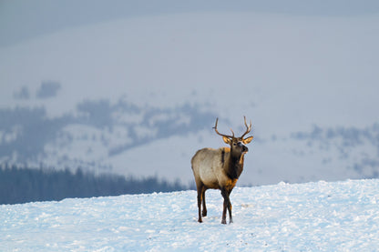 Wildlife Photography: Elk - The Overland Diaries