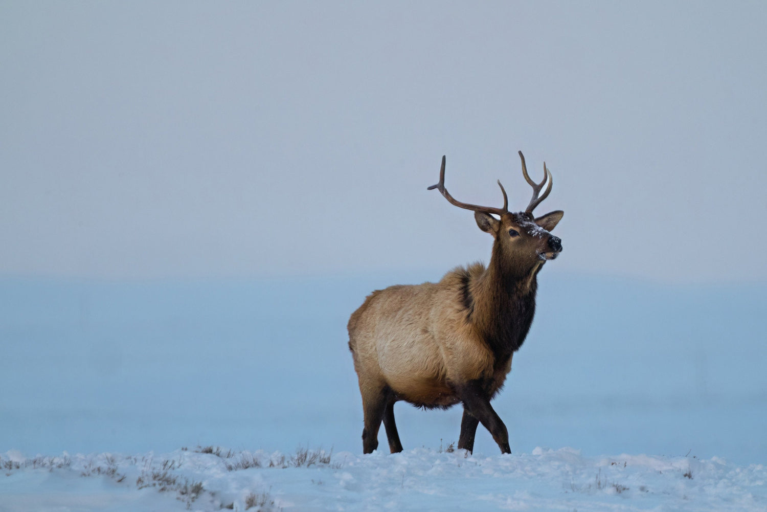 Young Bull Elk in Winter - The Overland Diaries