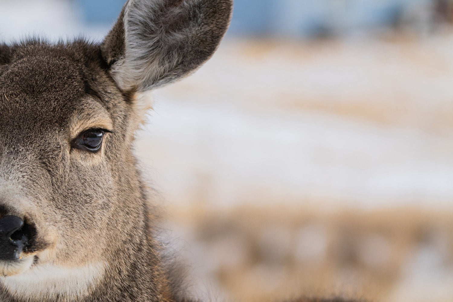 Mule Deer Wall Art - The Overland Diaries