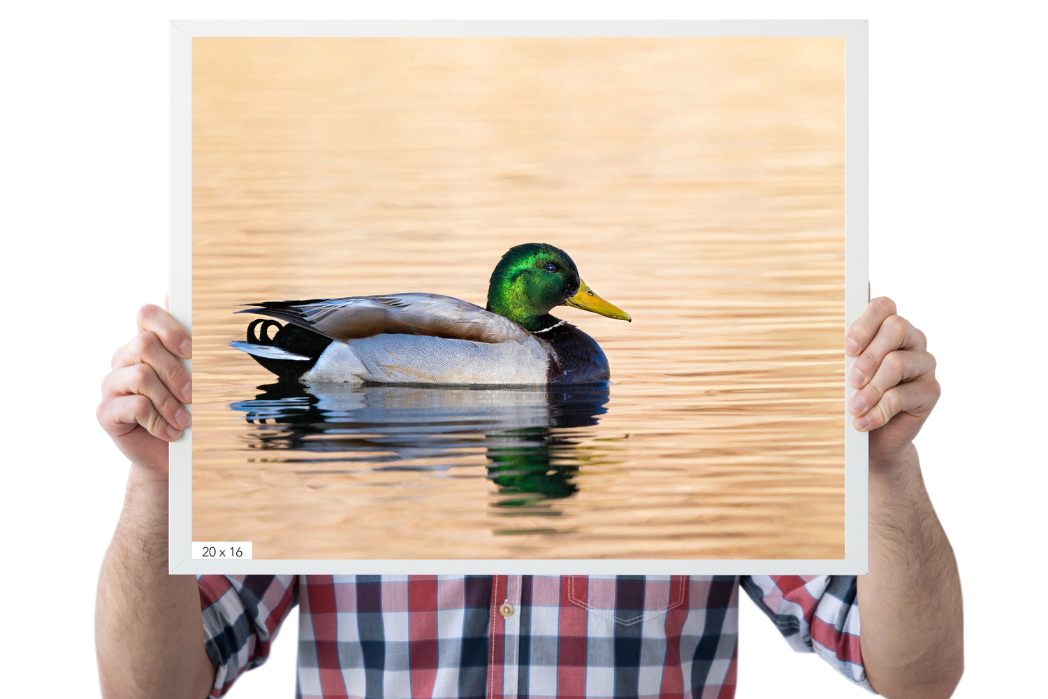 Male Mallard Duck Photo - The Overland Diaries