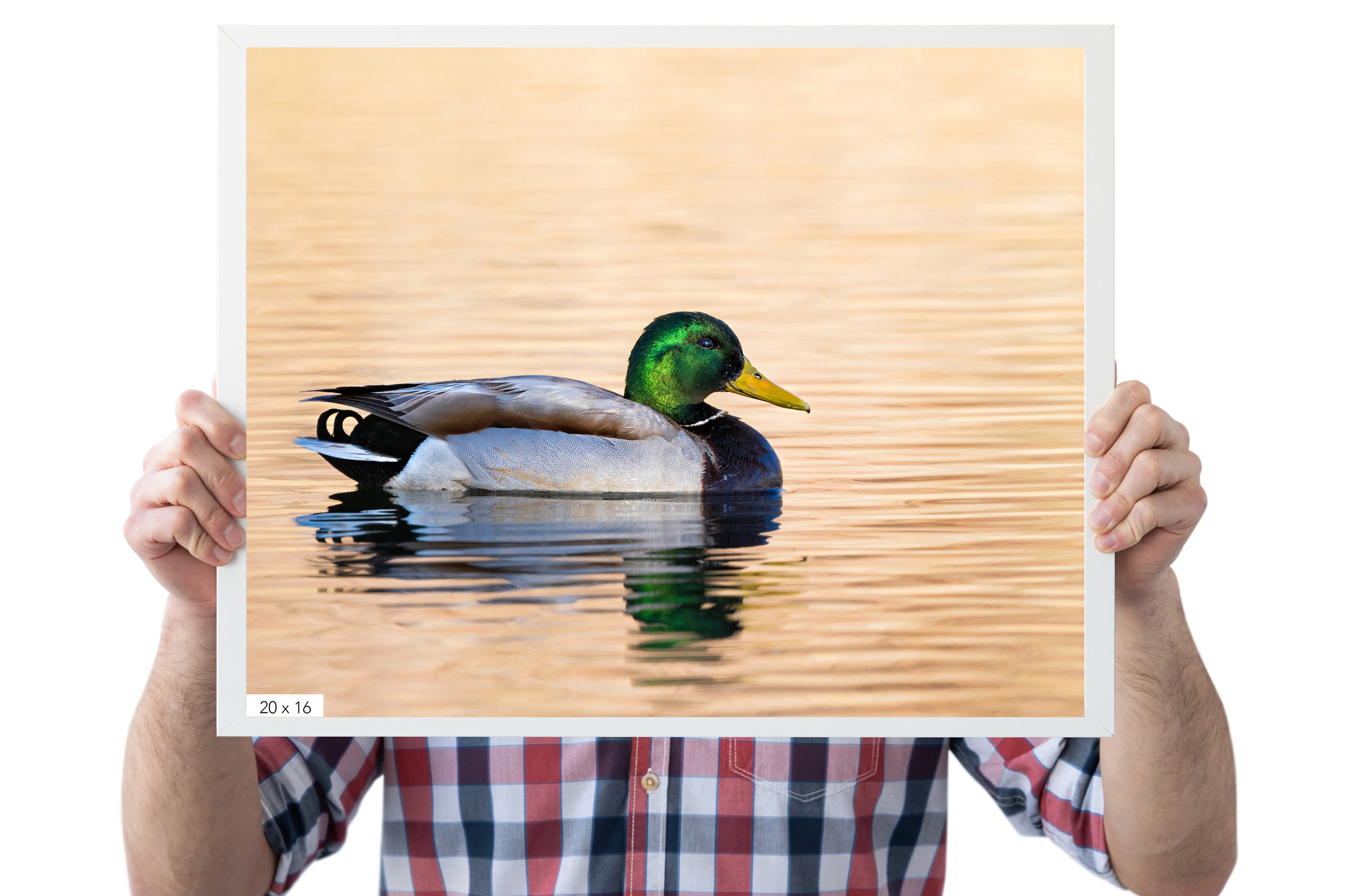 Male Mallard Duck Photo - The Overland Diaries