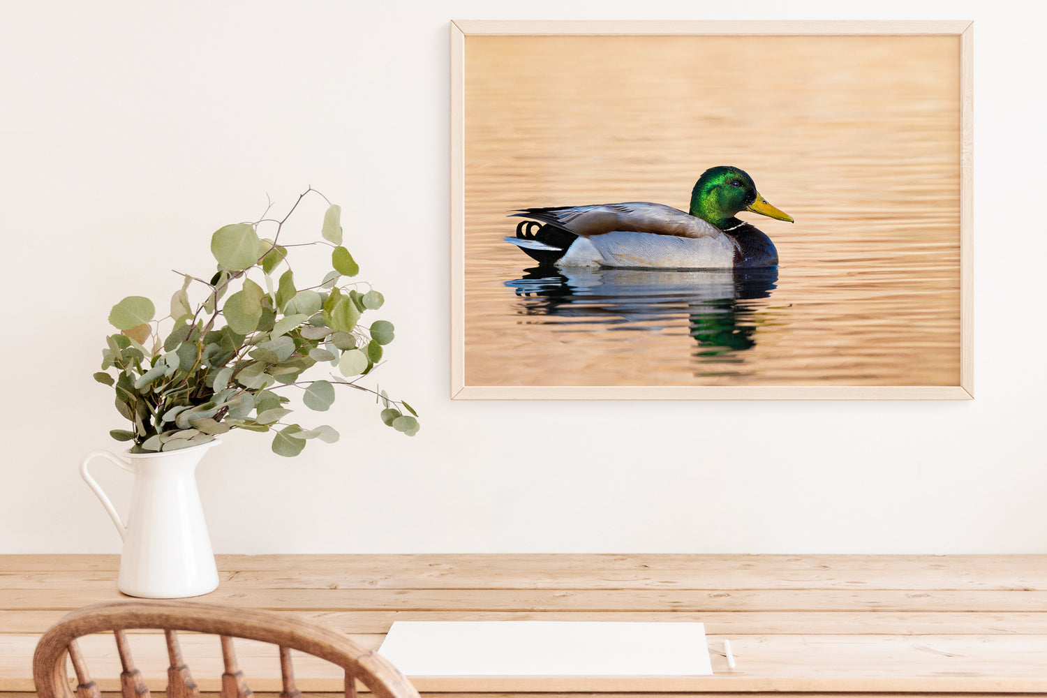 Male Mallard Duck Photo - The Overland Diaries