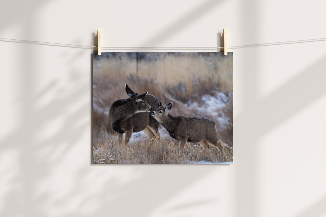 Mamma Deer Kissing Fawn. - The Overland Diaries